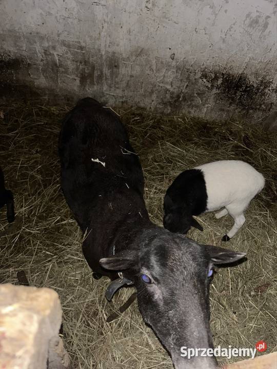 sprzedam owce Niedrzwica Duża