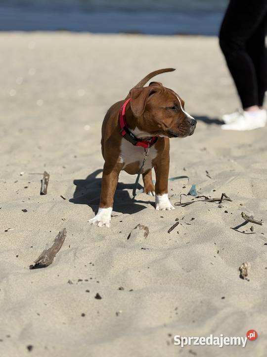 Amstaff FCI gotowy do odbioru szczeniak Gdańsk sprzedam