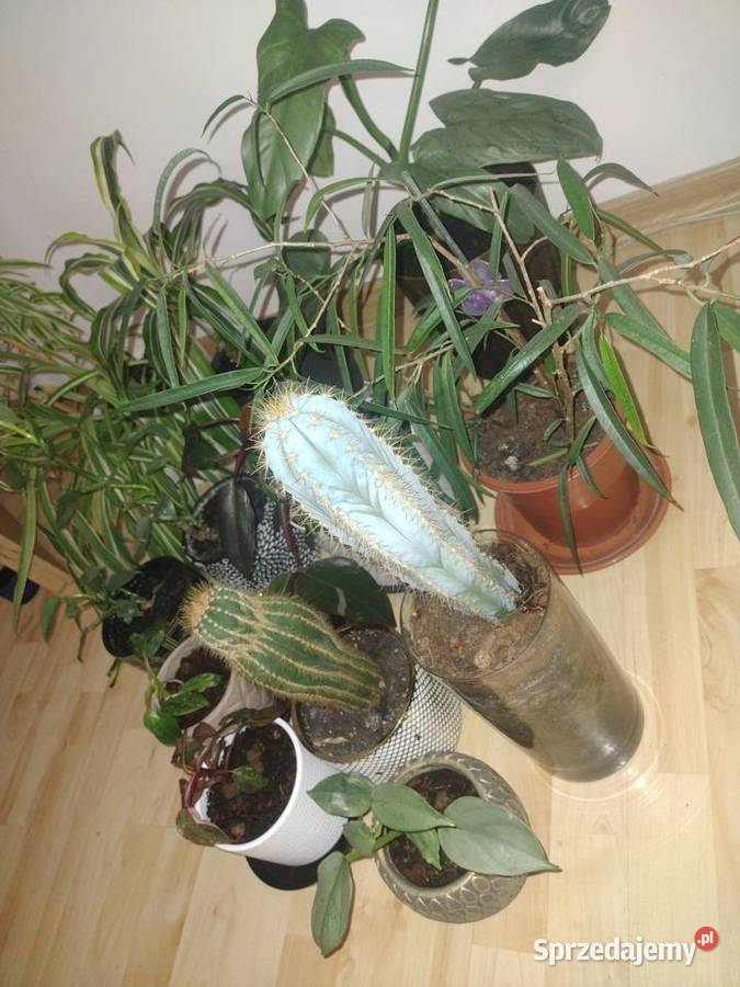 Rośliny doniczkowe wszystkie doniczki Pozostałe lubelskie Lubartów