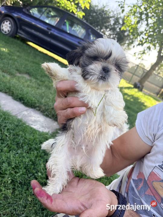 Suczka i dwa pieski szczeniaki ShihTzu Bełżyce