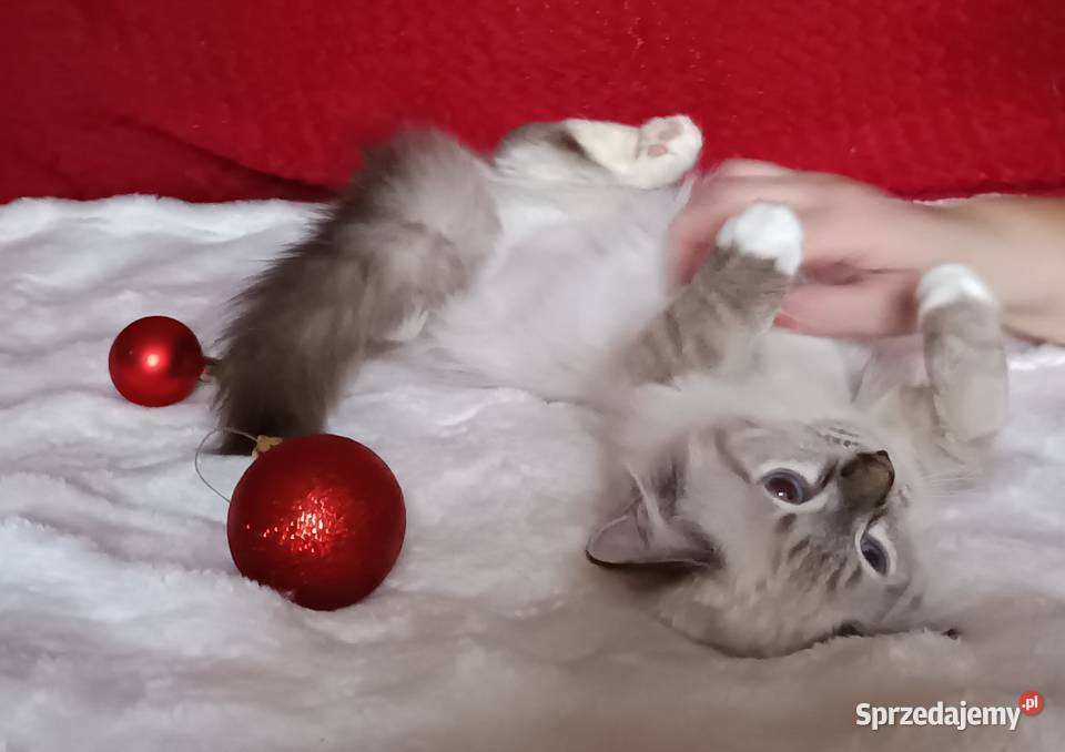 Koty Syberyjskie Neva Masquerade MALIBU Kwilcz