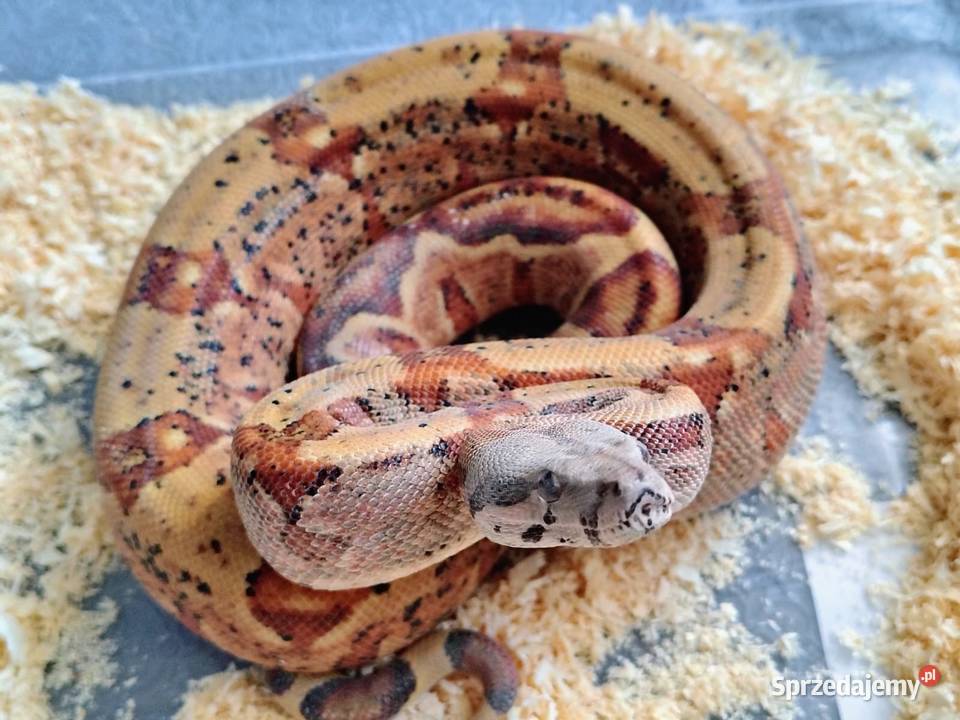 Boa Imperator Samica Gady i płazy Tychy