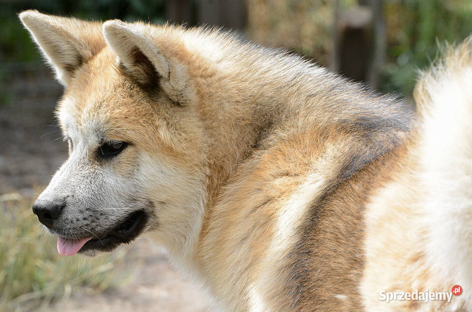 Akita inu-akita japońska fantastyczny sezamowy pies