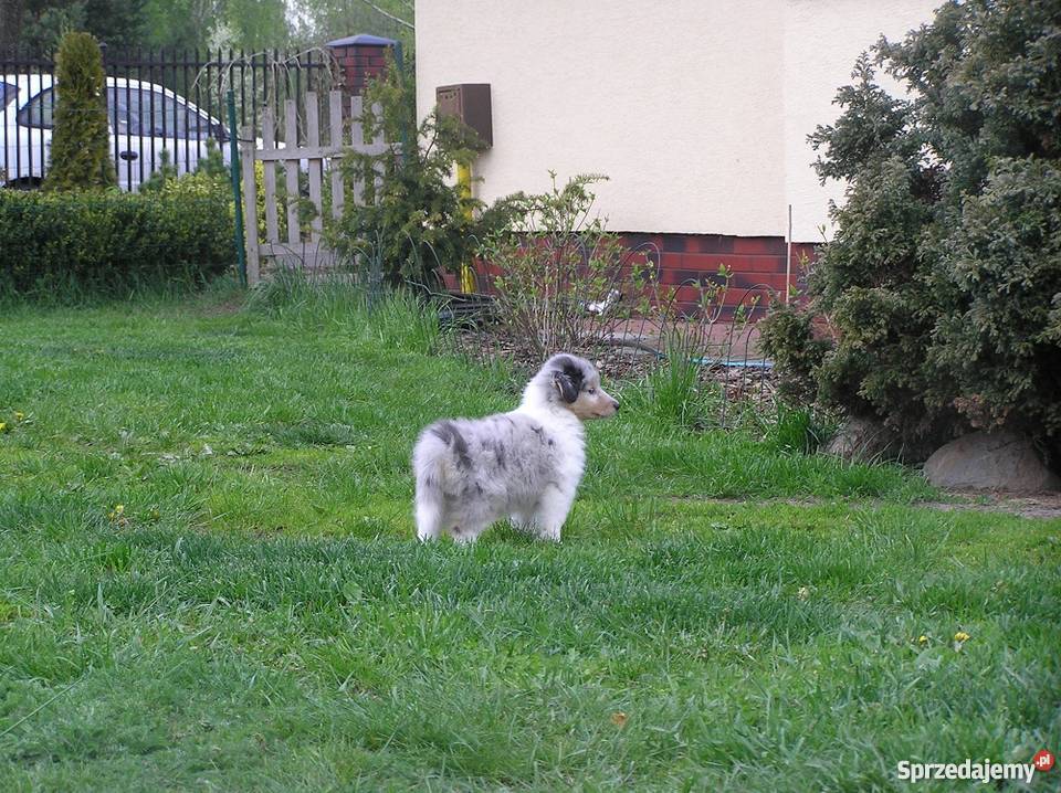 Owczarek szetlandzki shelie szczenięta Zwierzęta Jaktorów