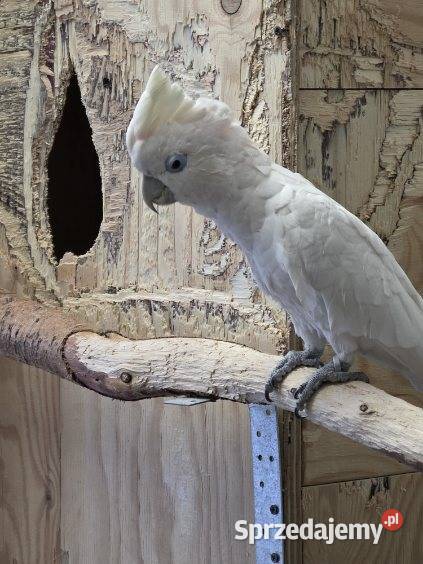 Kakadu salomonskie samiec śląskie Częstochowa