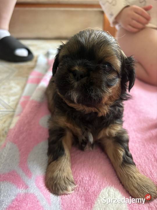 Suczka shih tzu mazowieckie Lekowo