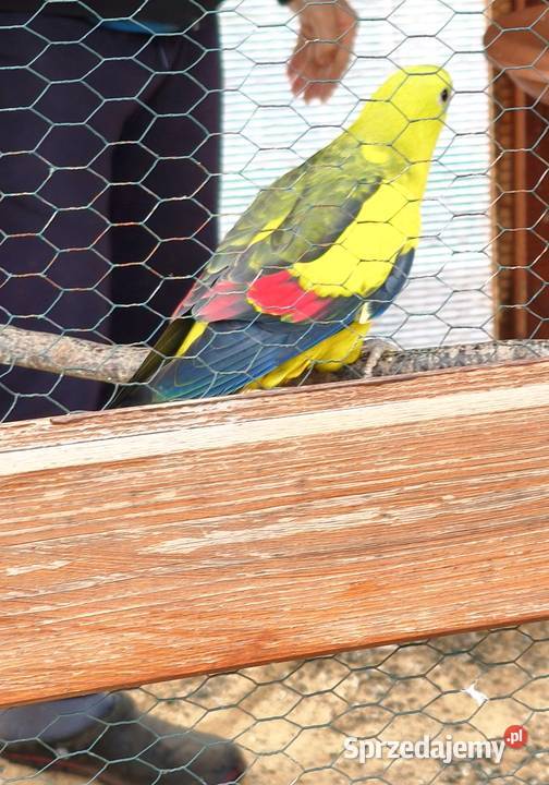 Papugi Księżniczki Słoneczne z dokumentami Lubliniec