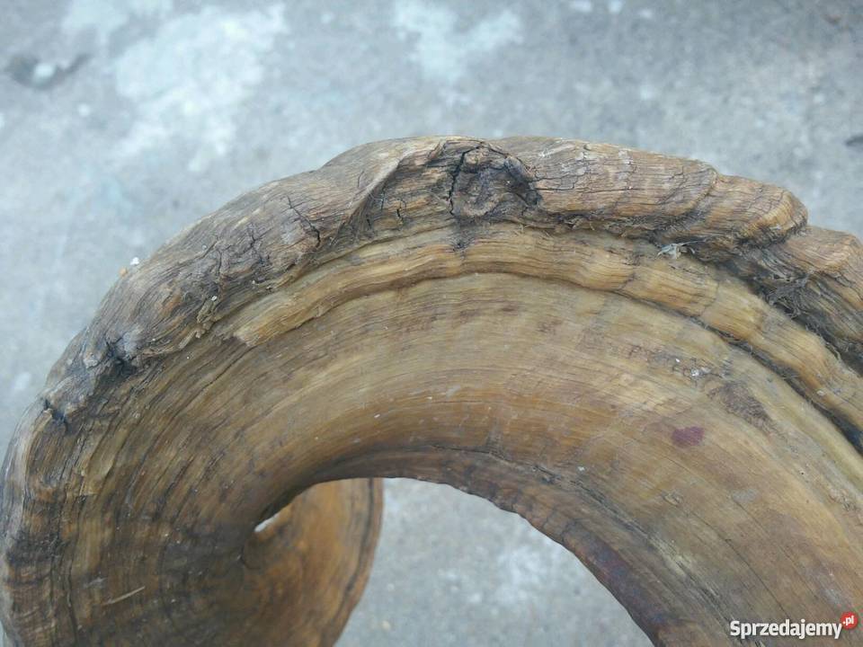 Poroże ślimy muflona Świebodzin