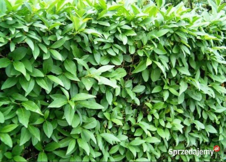 GK LIGUSTR POSPOLITY SZYBKI TANI ŻYWOPŁOT Miedźna