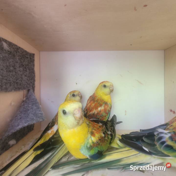 Świergotki orange Polanka Wielka