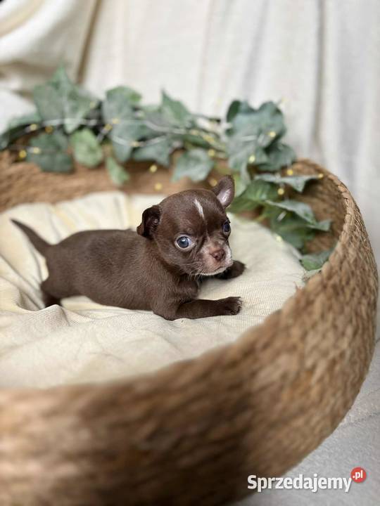 Piesek Chihuahua Czekoladowy z białymi
