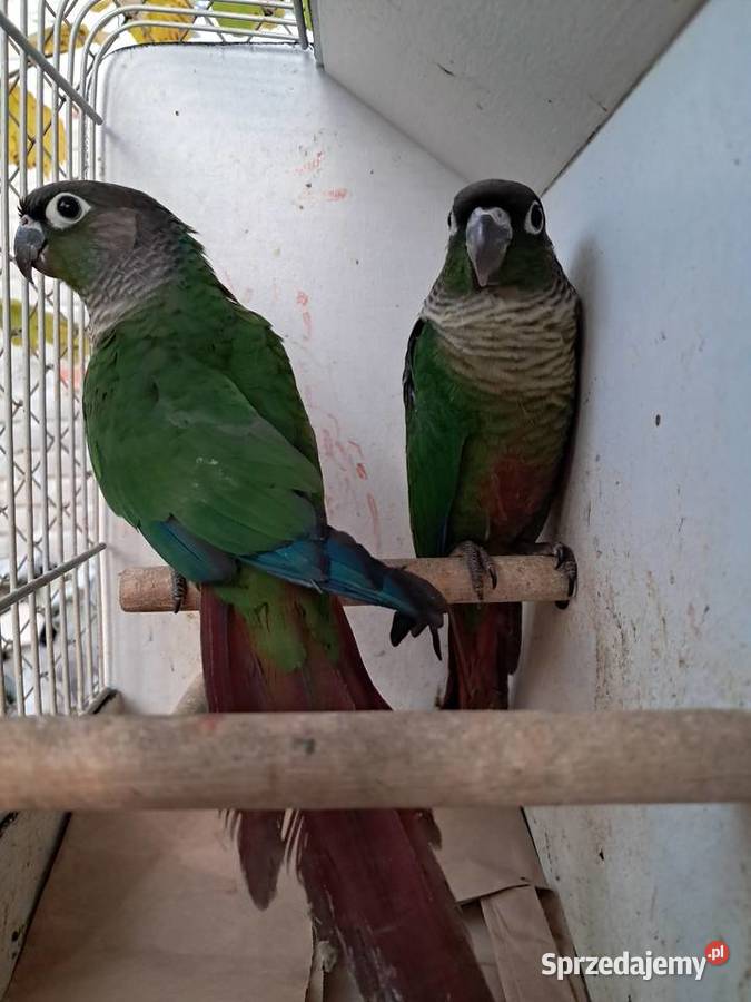 RudosterkiRudosterka Tryńcza