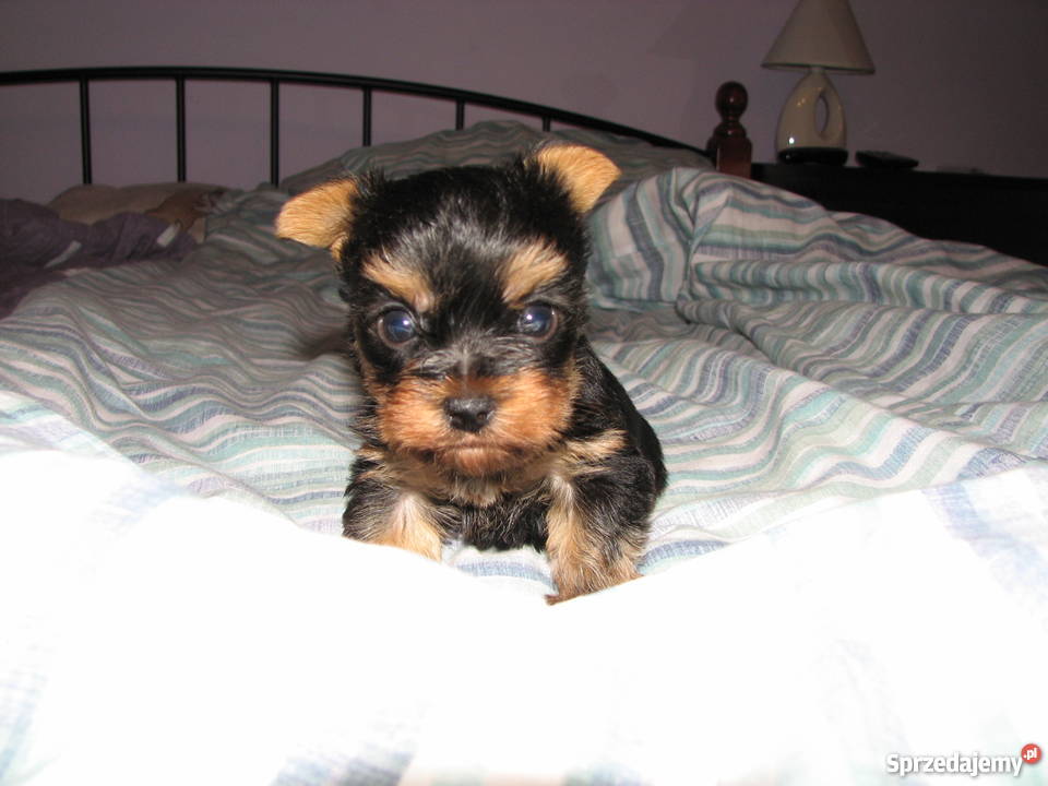 york szczeniak Skalmierzyce