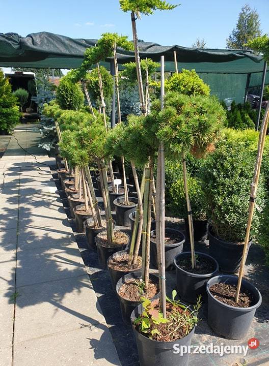 Świerk Glauca Globosa na pniu szczepiony srebrny łódzkie Pabianice