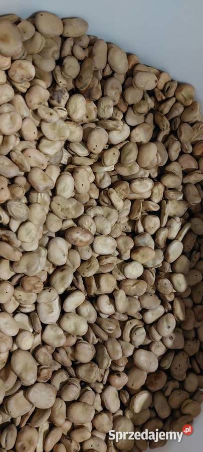 Bób bachus Busko-Zdrój