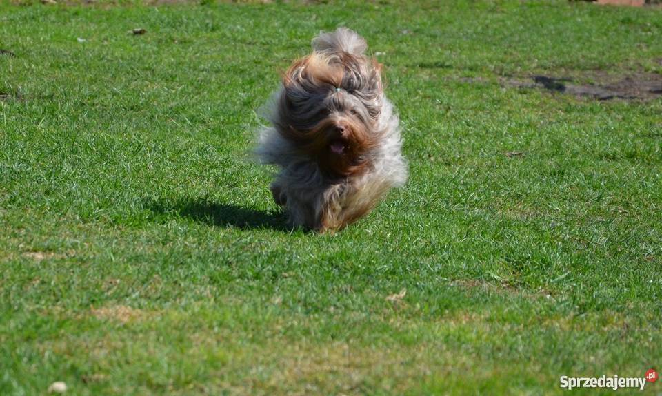 HAWAŃCZYK pieski suczki z rodowodem czekoladowe Ostrzeszów