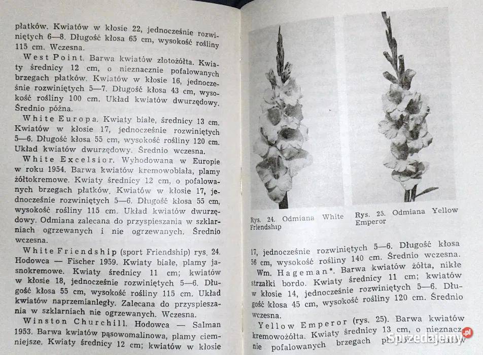 Mieczyki Barbara Grabowska Rok wydania 1972 Chełm