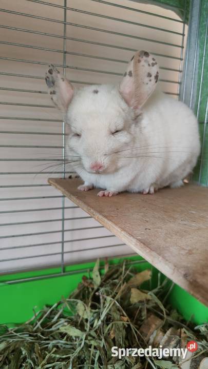 Szynszyla Wbite Pink Gryzonie lubelskie