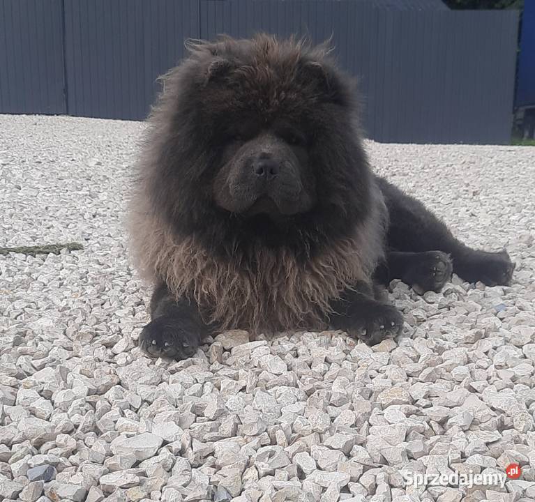 CHOW CHOW Reproduktor krycie