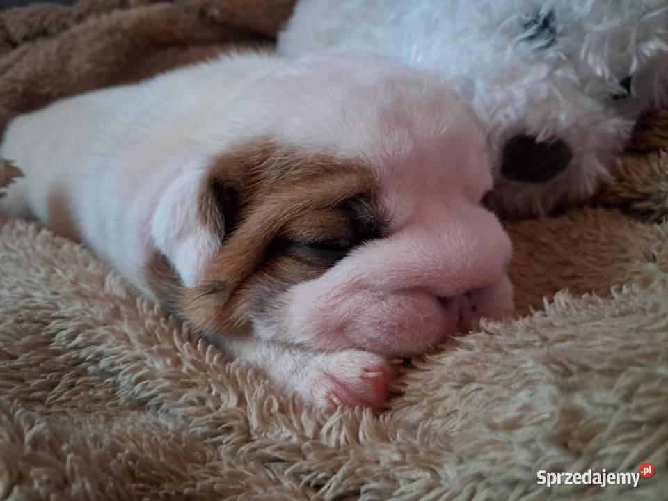 Buldog angielski fci Bodzentyn sprzedam