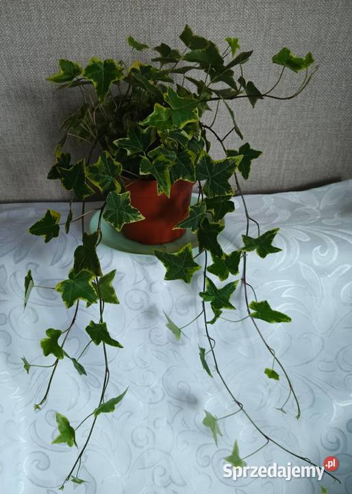 Roślina doniczkowa bluszcz Hedera Helix Wyposażenie wnętrz Łódź