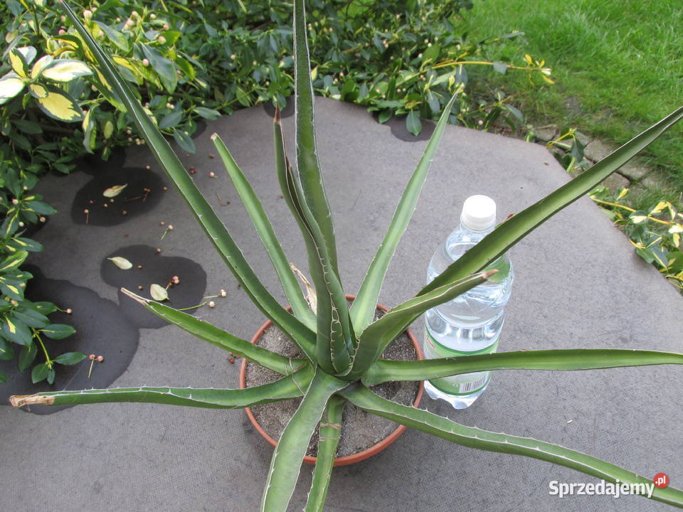 Mrozoodporna kilkunastoletnia agawa do 23C agave małopolskie sprzedam
