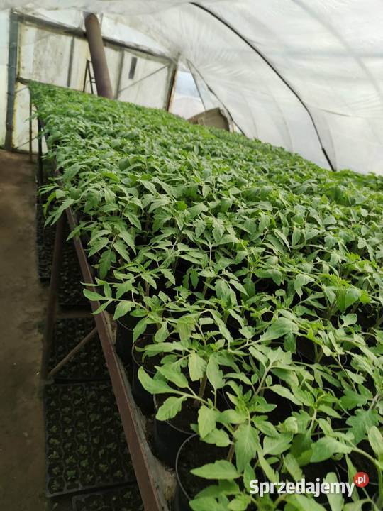 Rozsada Pomidory Ogórki Glew sprzedam