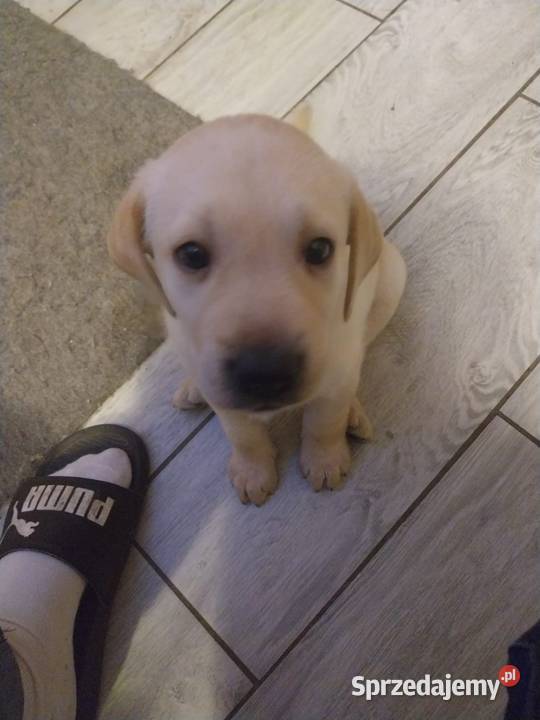 Labrador retriever Słupca sprzedam
