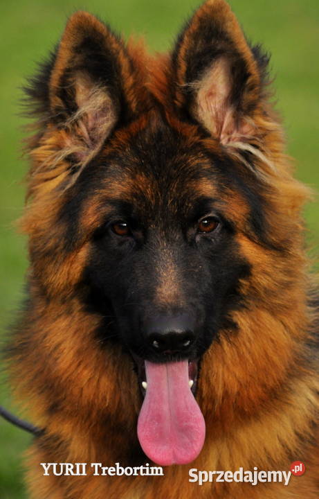 Owczarek niemiecki długowlosy FCI Jarocin