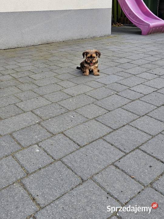 York terrier chłopczyk Chróścin sprzedam
