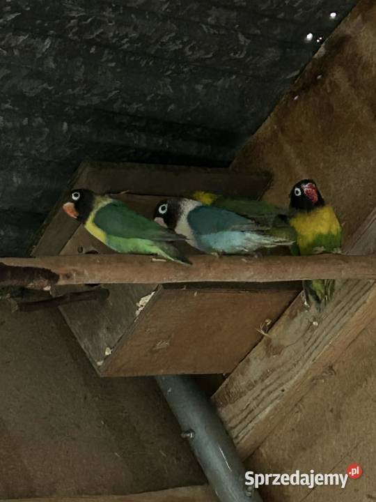 Nierozłączki czarnogłówki czarnogłowe Skała