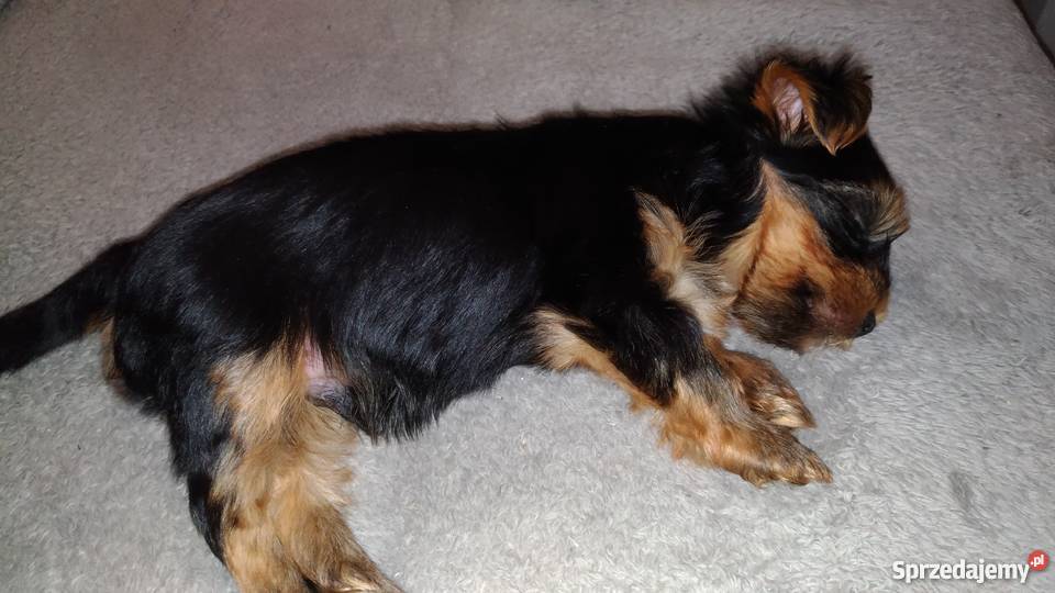 Yorki sprzedam nie miniaturki Psy podlaskie sprzedam