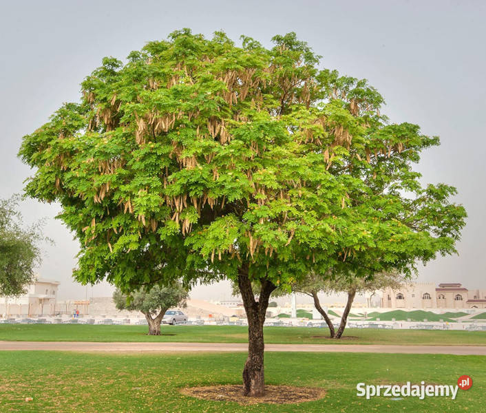 ALBICJA LEBBECK Albizia lebbeck NASIONA 100g
