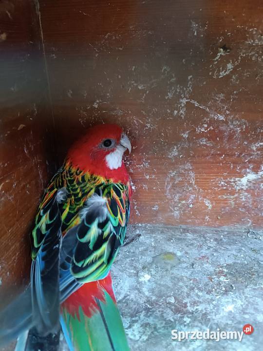 Białolica rozella czerwona