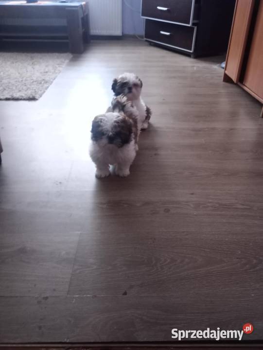 Shih Tzu suczki Rzeszów