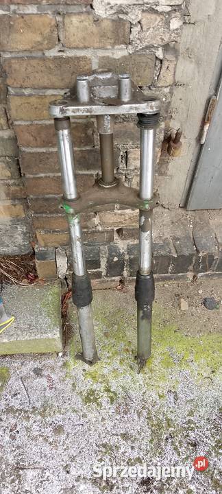 wsk mz cz przodek golenie wielkopolskie Międzychód