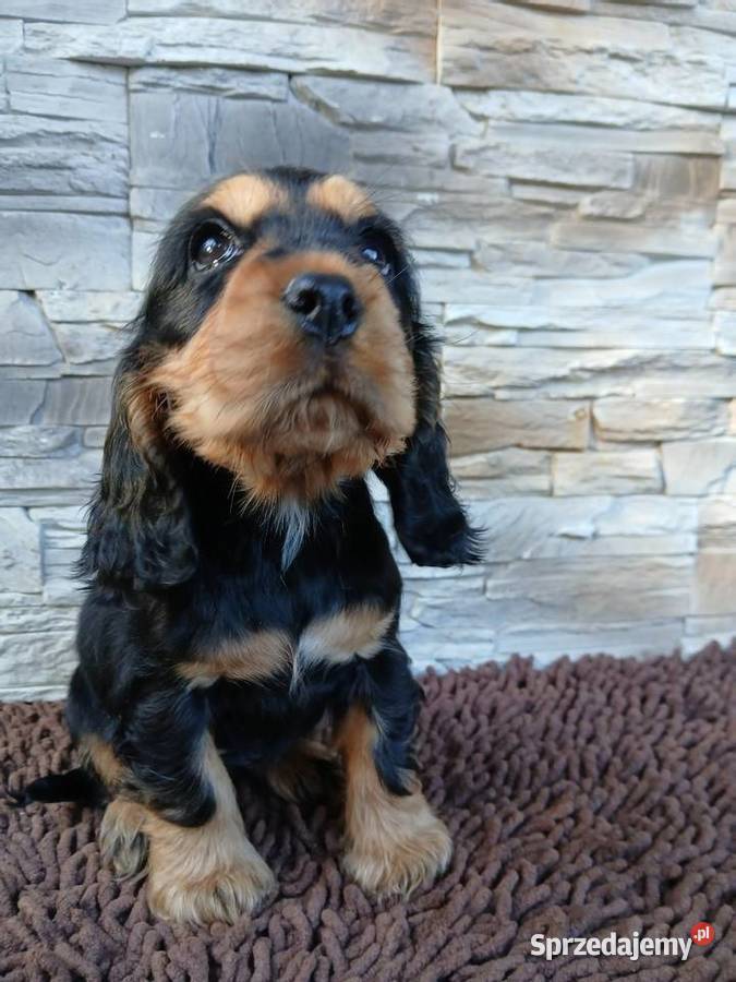 Śliczne Szczenięta Cocker Spaniel Angielski Sieradz sprzedam