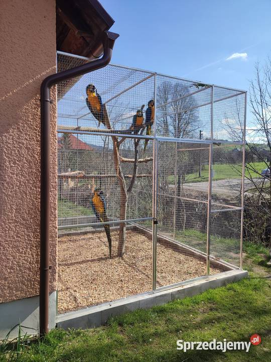 Sprzedam pare Ara Ararauna śląskie Istebna sprzedam