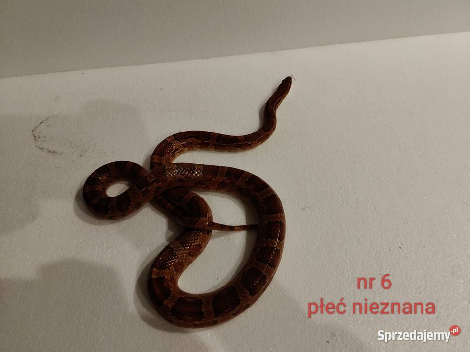 Węże zbożowe Dąbrowa Górnicza