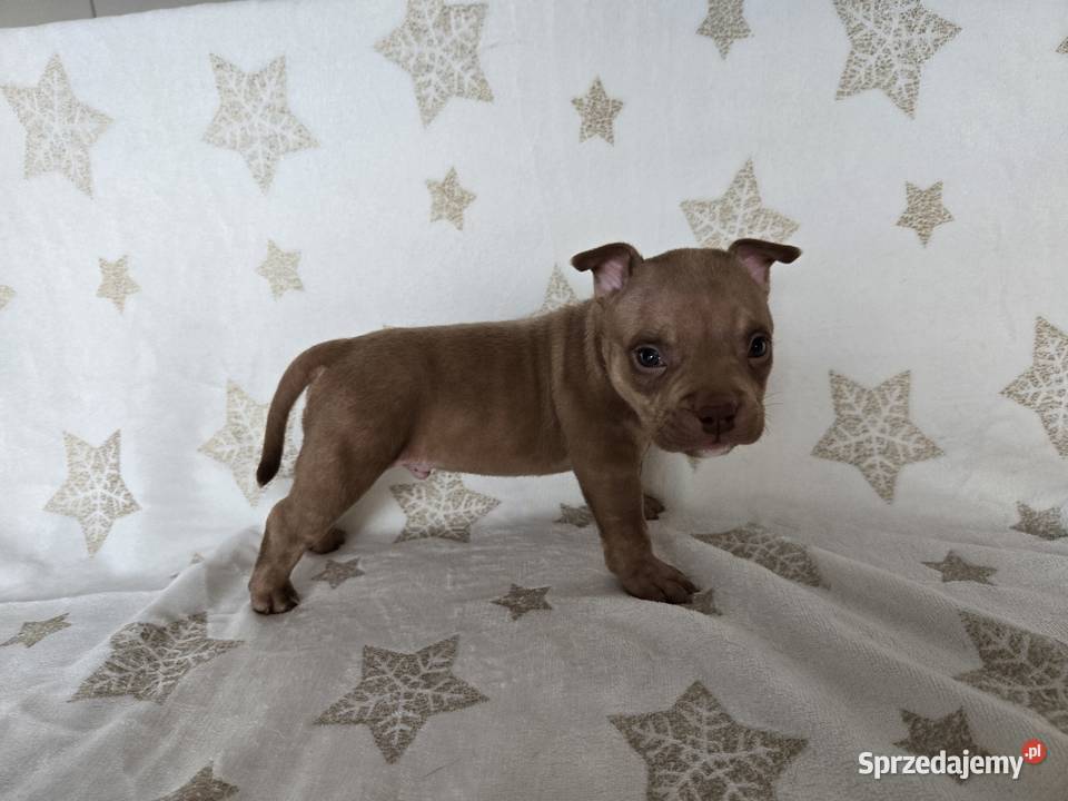 Śliczne szczenięta American Bully Pocket Marle Gdańsk
