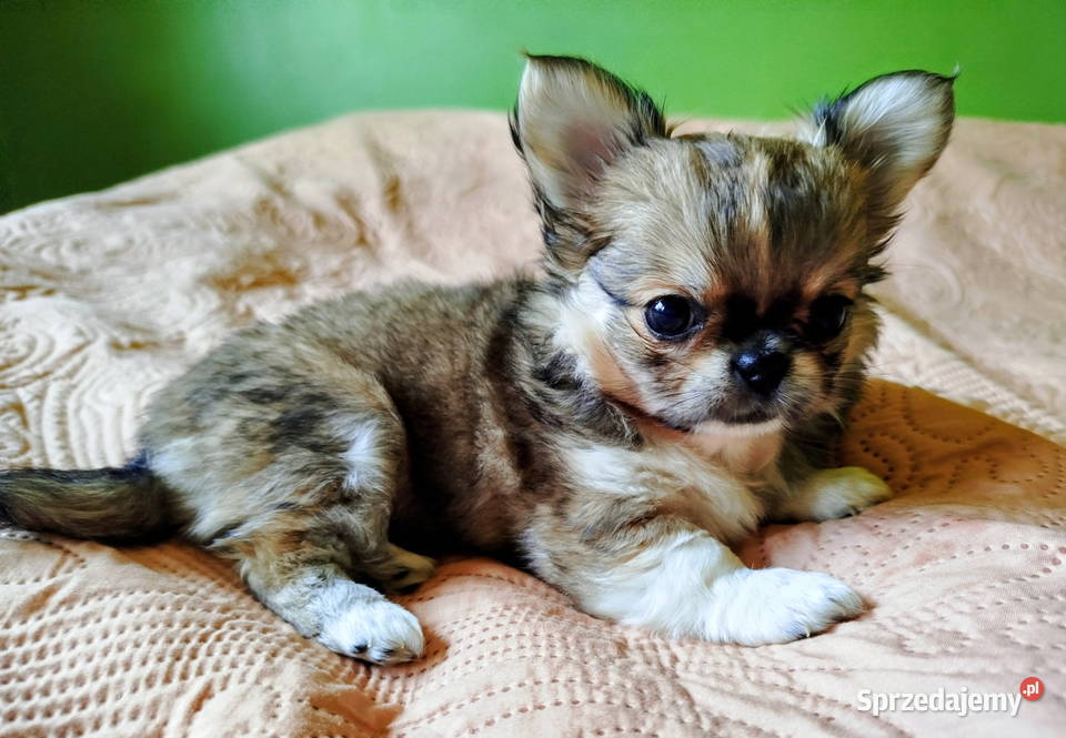 Chihuahua maleńki piesek wielkopolskie Konin