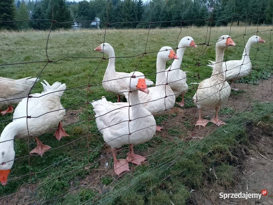 10 jajek lęgowych gęsich Zakopane