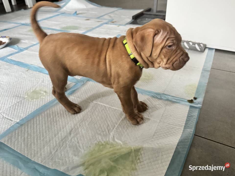 Rednos american Pit bull terrier szczeniaki Grodzisk Mazowiecki