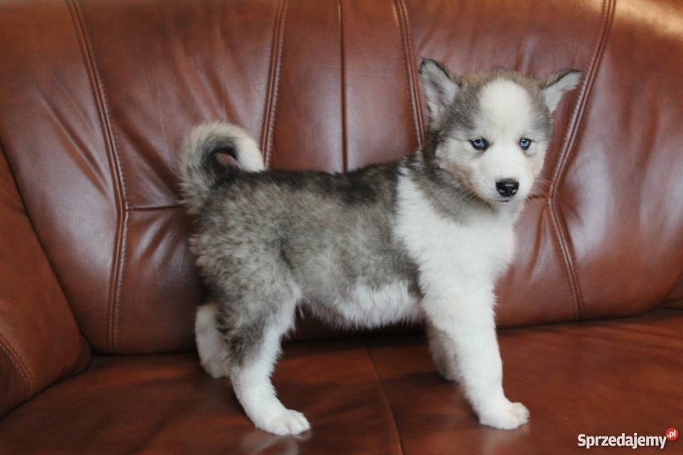 Szczeniaczki Syberian Husky Gostynin sprzedam