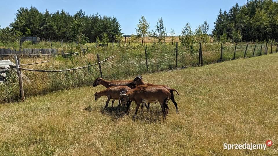 Owce kameruńskie i lacune fryz Pińczów