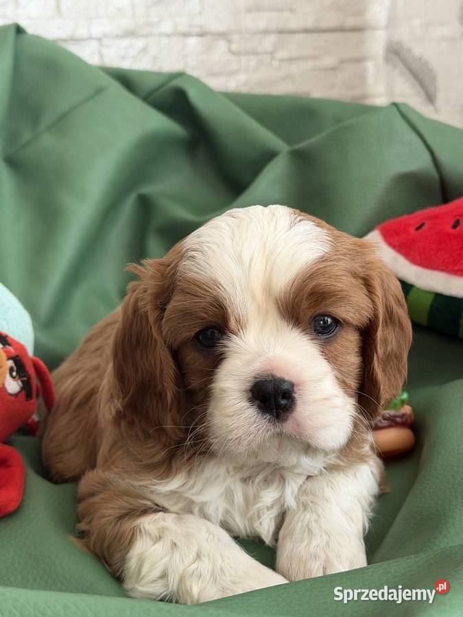 Cavalier King Charles Spaniel piesek Bambi Olsza sprzedam