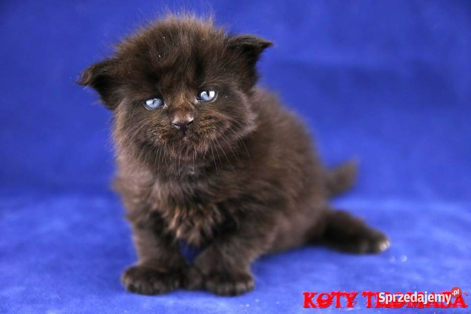 JEDYNA Czarna koteczka Maine Coon Polydactyl wielkopolskie Poznań sprzedam