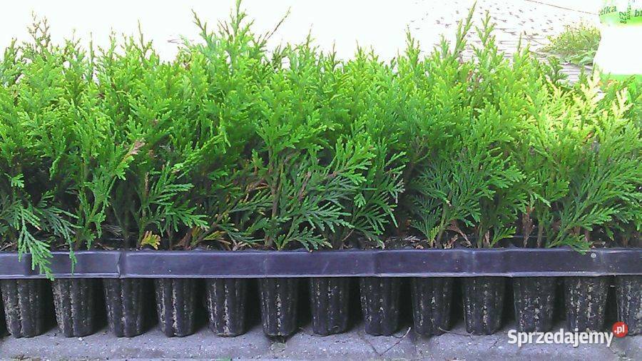 TUJA SZMARAGD THUJA SMARAGD PRODUCENT Skrzyszów