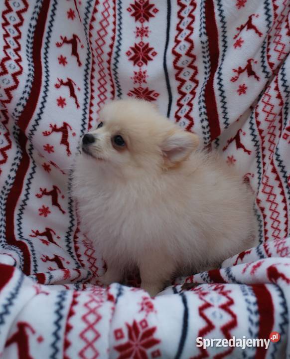 Szpic miniaturowy Szczecin