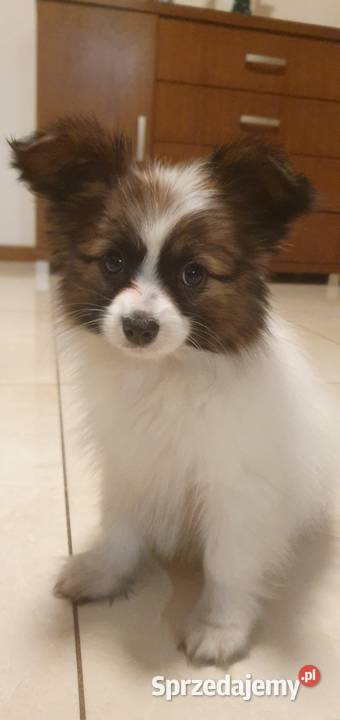 Papillon Spaniel Kontynentalny miniaturowy Rudnik Wielki sprzedam